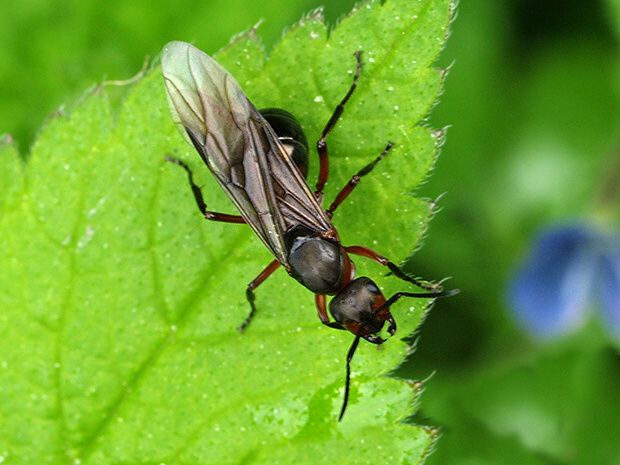 mravec lesný samček Formica rufa