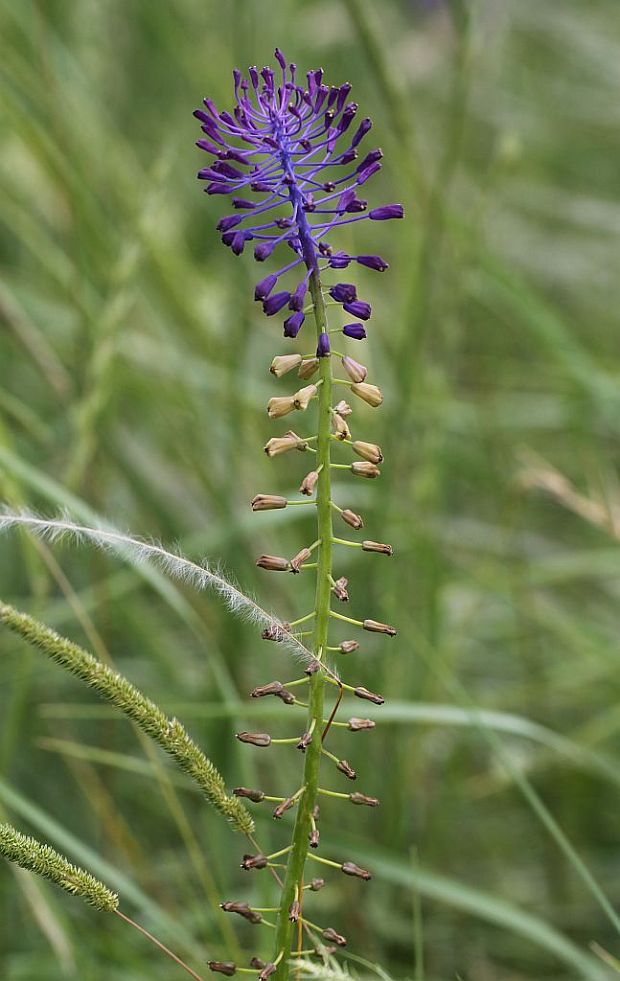 leopoldia tenkokvetá Leopoldia tenuiflora  (Tausch) Heldr.