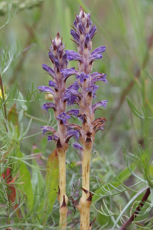 záraza modrastá Orobanche coerulescens Stephan ex Willd.