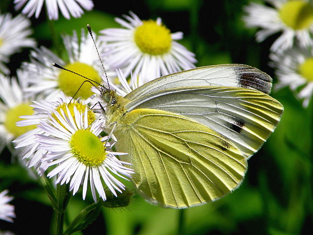 mlynárik repkový Pieris napi Linnaeus 1758