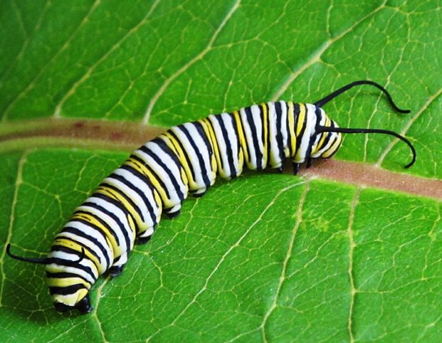 monarcha-husenica Danaus plexippus