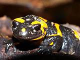 salamandra škvrnitá - mlok