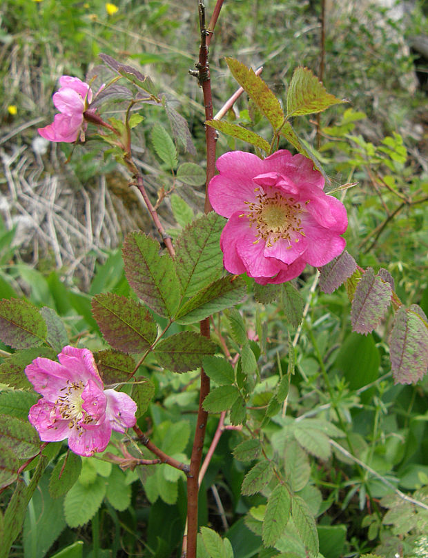 ruža ovisnutá Rosa pendulina L.