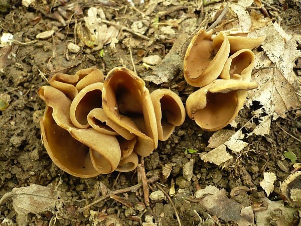 uško kožovožlté  Otidea alutacea  (Pers.) Massee
