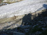 svišť Alpský