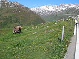 kravičky na paši v Alpach