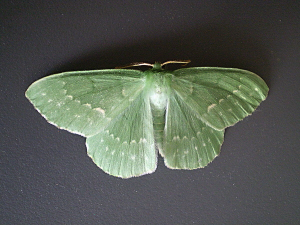piadivka zelená Geometra papilionaria Linnaeus, 1758