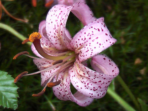 ľalia zlatohlavá Lilium martagon L.