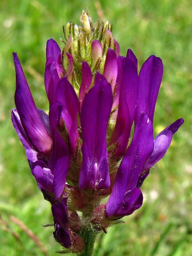 kozinec vičencovitý Astragalus onobrychis L.