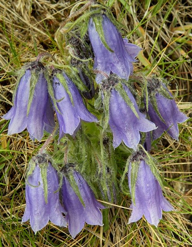 zvonček alpínsky Campanula alpina Jacq.