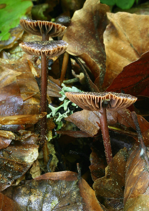 peniazovka hnedočervená Gymnopus fuscopurpureus (Pers.) Antonín, Halling & Noordel.