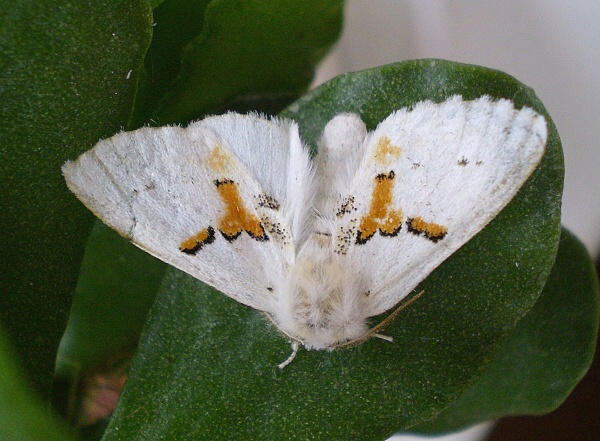 chochlatka dvojfarebná Leucodonta bicoloria