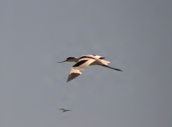 tenkozobec opačný Recurviristra avosetta