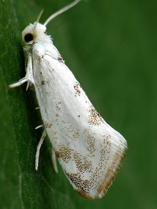 priadzovec biely Niphonympha dealbatella Zeller, 1847