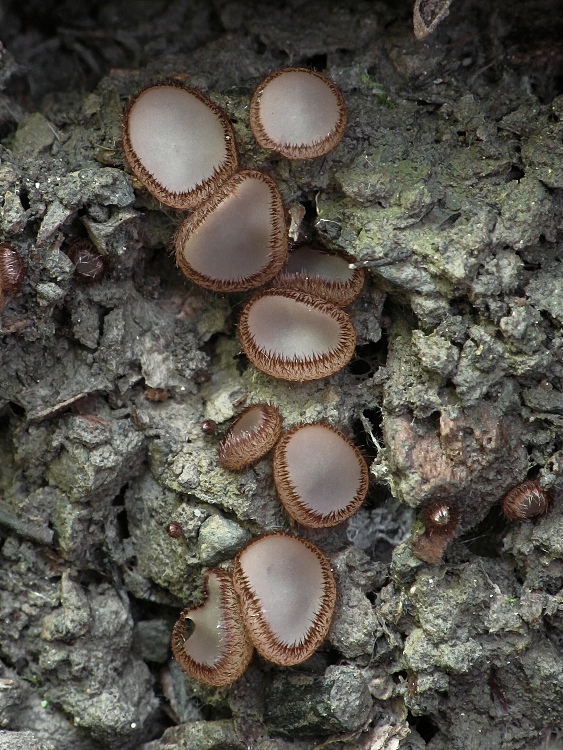 trichoféa pospolitá Trichophaea gregaria (Rehm) Boud.