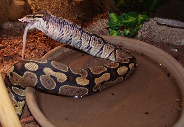 pyton královský    (krmenie) Python regius