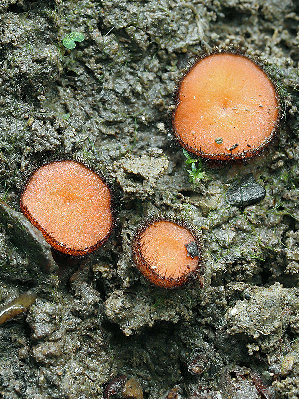 štítovnička šarlátová Scutellinia trechispora (Berk. & Broome) Lambotte