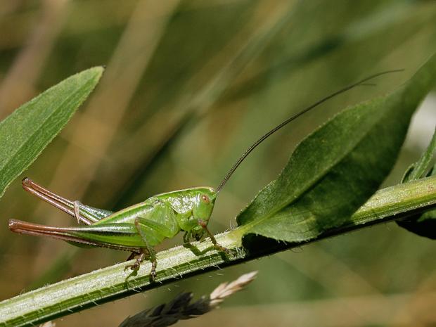 kobylôčka zelenkastá   Metrioptera bicolor
