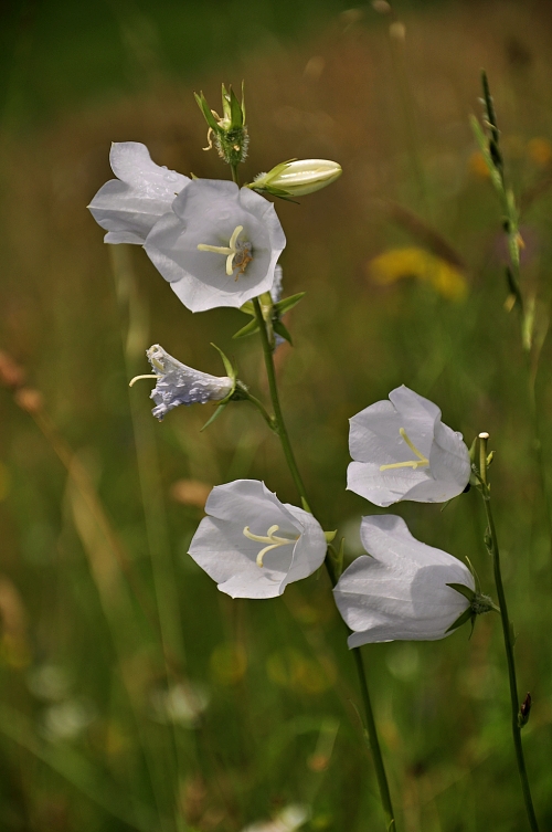 zvonček broskyňolistý - albin Campanula persicifolia L.