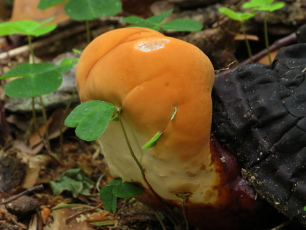 lesklokôrovka Ganoderma sp.