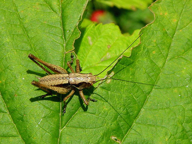 kobylka hnedkastá Pholidoptera griseoaptera