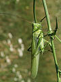kobylka zelená 