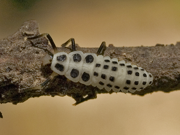 lienka-larva Calvia decemguttata