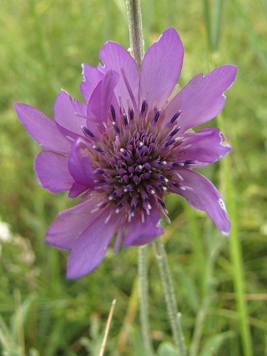 hadomor purpurový Scorzonera purpurea L.