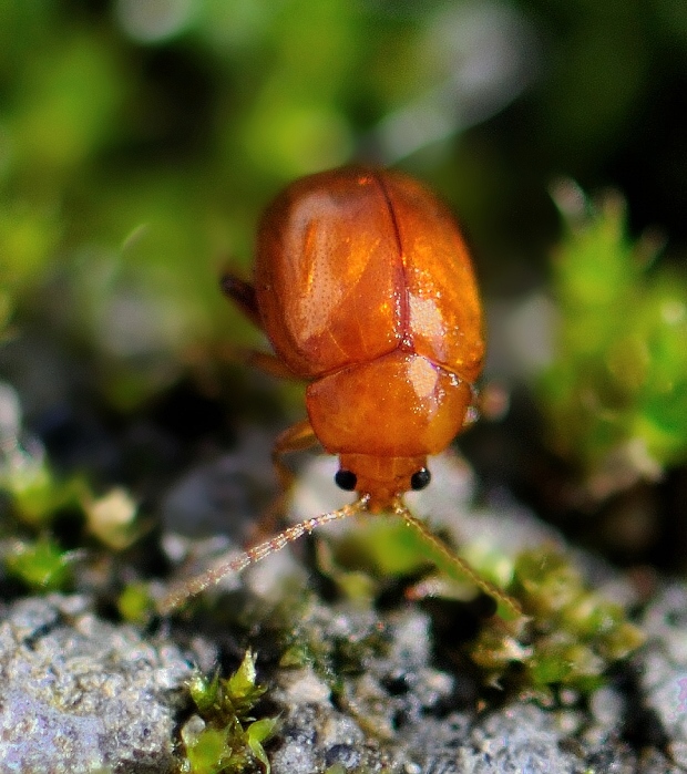 liskavka Sphaeroderma rubidum cf.