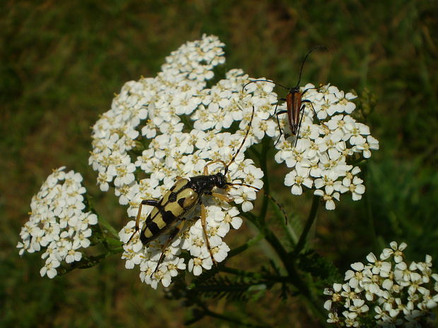fúzáč škvrnitý a fúzáč kvetový Rutpela maculata a Stenurella melanura