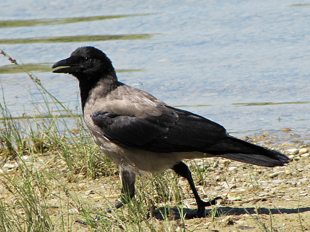 vrana túlavá Corvus cornix