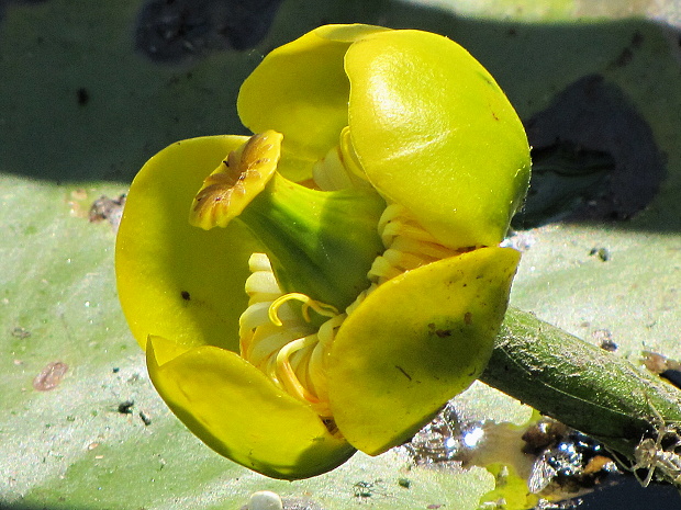 leknica žltá Nuphar lutea (L.) Sm.