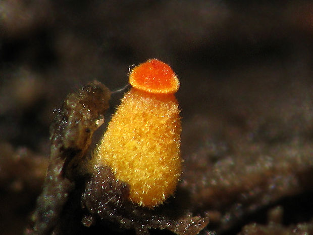 čírovec útly Tricholomopsis flammula Métrod ex Holec
