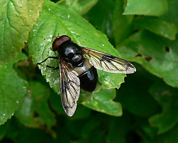 pestrica - pestřenka prosvítavá Volucella pellucens L. 1758
