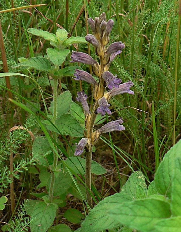 zárazovec purpurový - mordovka nachová pravá Phelipanche purpurea (Jacq.) Soják