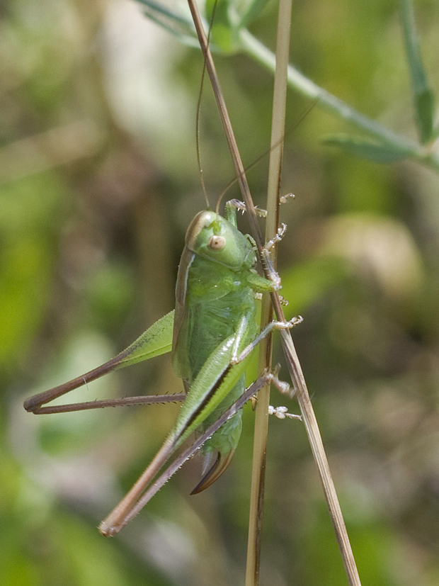 kobylôčka zelenkastá. Metrioptera bicolor