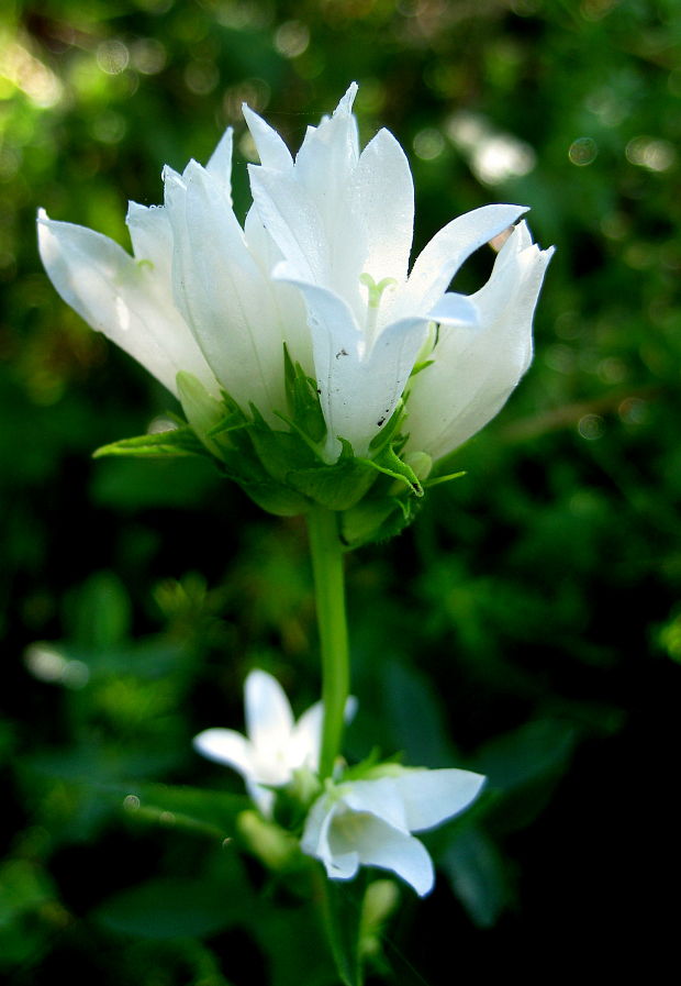 zvonček klbkatý - albín Campanula glomerata agg. L.