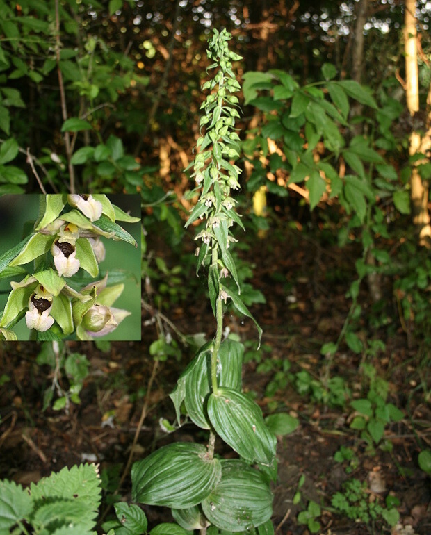 kruštík širokolistý pravý  Epipactis helleborine subsp. helleborine (L.) Crantz