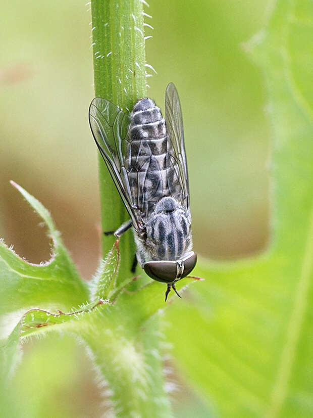 ovad bzučivý, samica Tabanus bromius (Tabanidae)