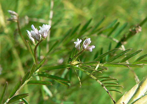 vika chlpatá - vikev chlupatá Vicia hirsuta (L.) Gray