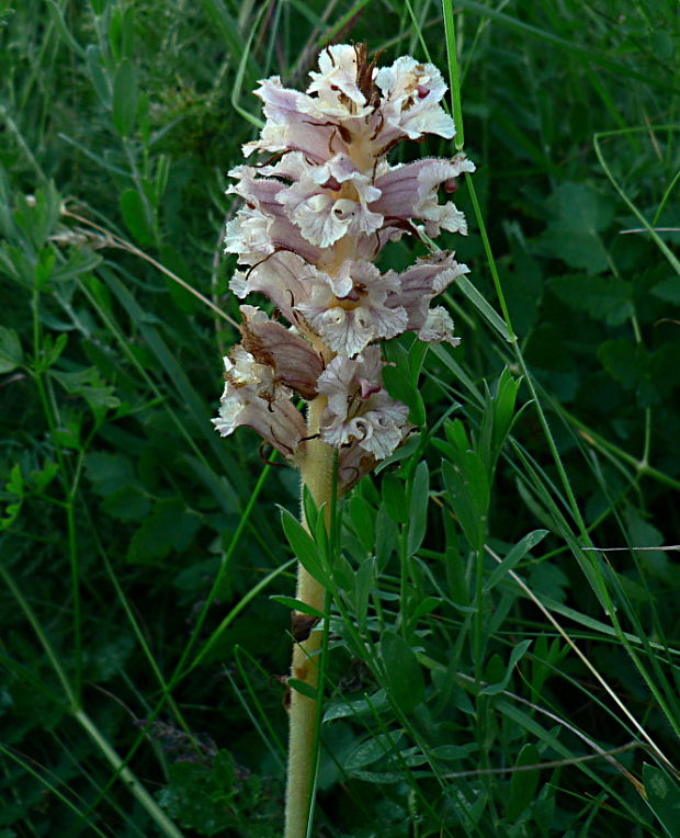 záraza biela väčšia - záraza bílá šalvějovitá Orobanche alba subsp. major (Čelak.) Zázvorka