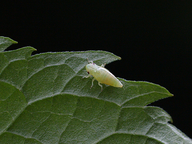 cikádka (nymfa) Cicadellidae sp.