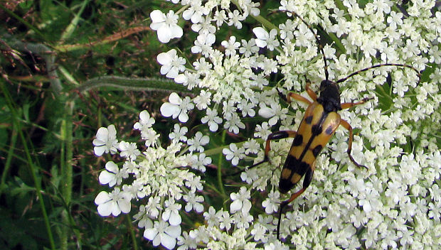 fúzač škvrnitý  (Rutpela maculata)