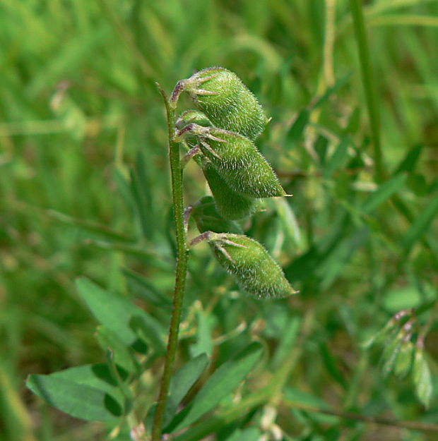 vika chlpatá - vikev chlupatá Vicia hirsuta (L.) Gray