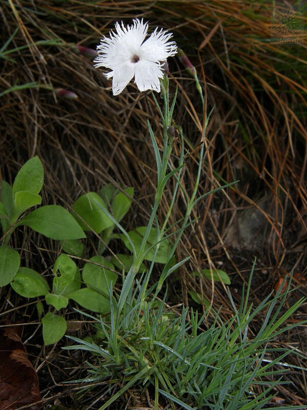 klinček včasný nepravý Dianthus praecox subsp. pseudopraecox (Novák) Kmeťová