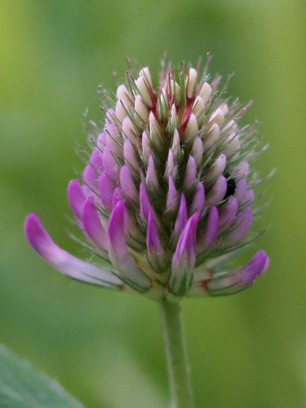 ďatelina Trifolium sp.