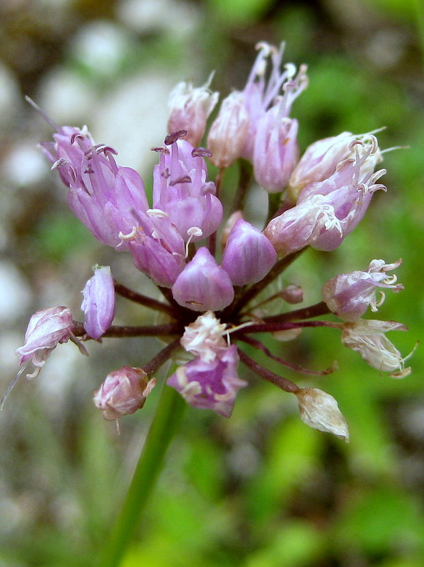 cesnak hranatý Allium angulosum L.