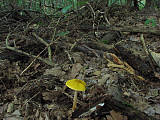 biotop - Štítovka žltá