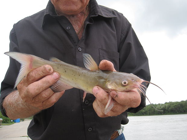 sumček americky - Channel catfish Ictalurus punctatus