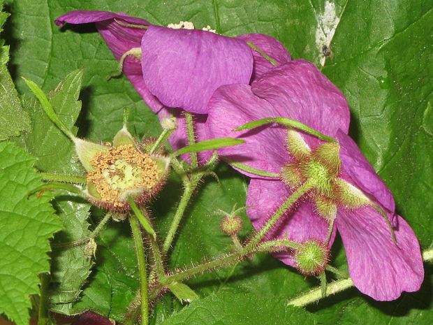 ostruzina vonava Rubus odoratus L.
